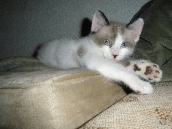 kitpb.jpg