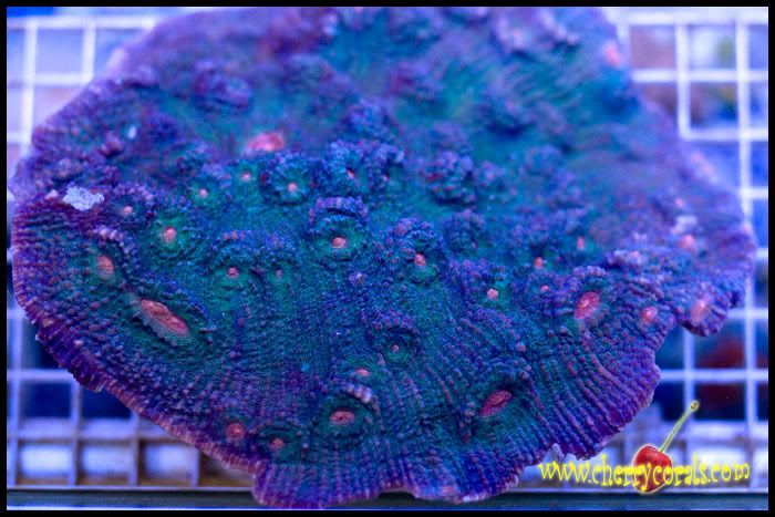 NewCoral_10copy.jpg