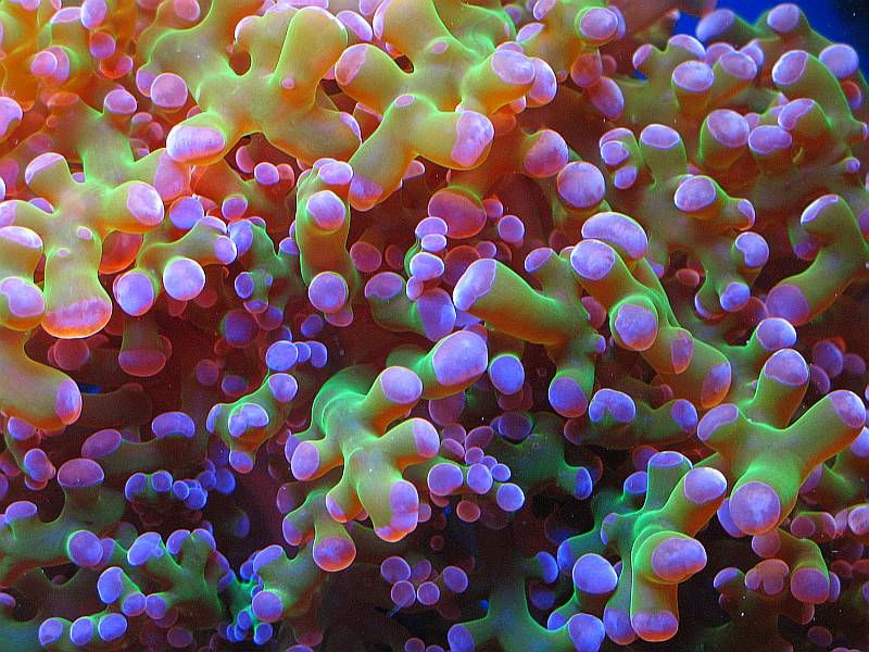 Frogspawn01.jpg
