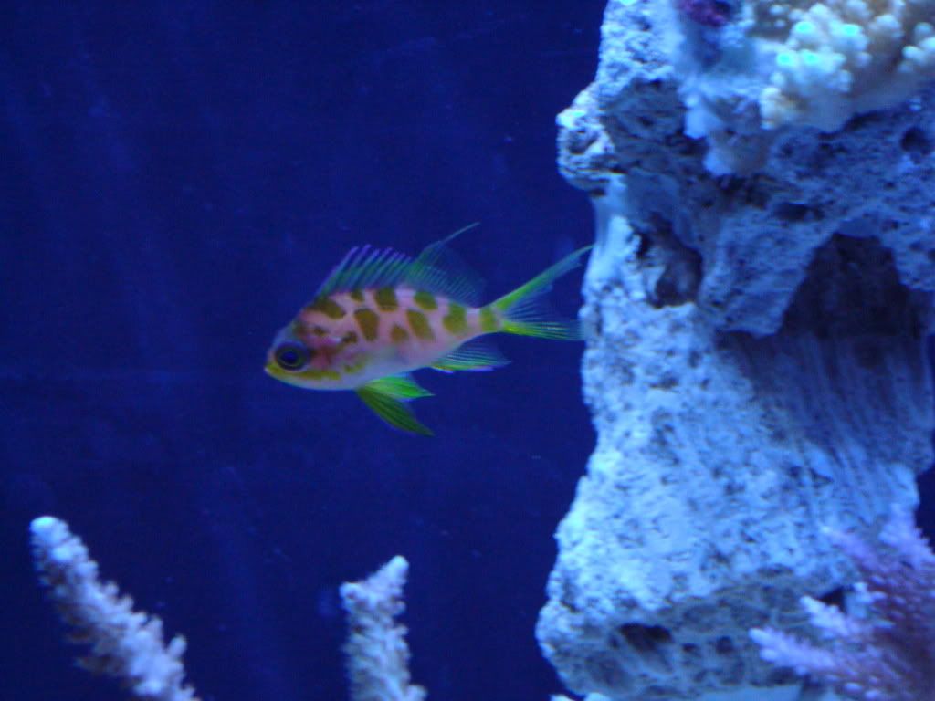 Tank2009june019.jpg