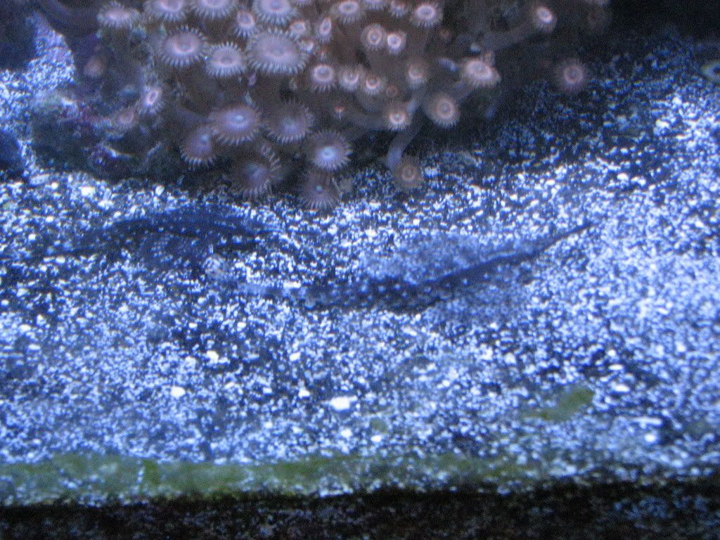 IMG_1525.jpg