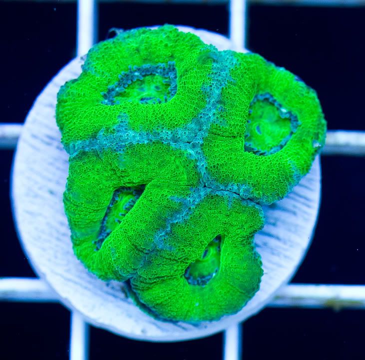anewcoral_11-2.jpg
