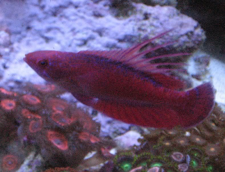 65g_fish032.jpg