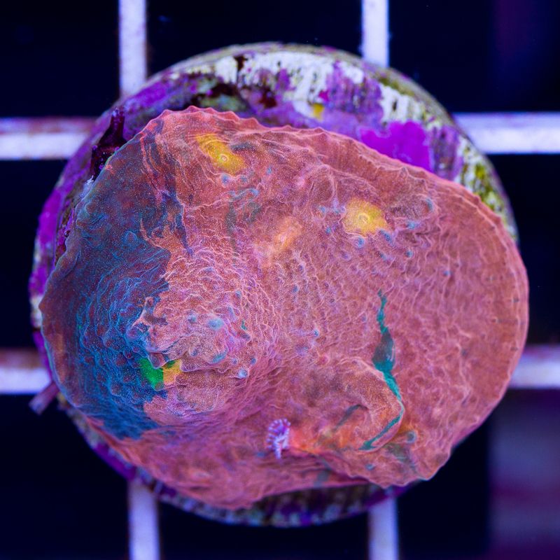 newcoral020b.jpg