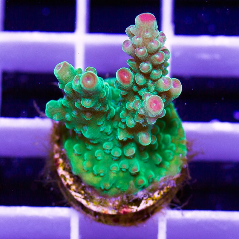 newcoral1637b.jpg