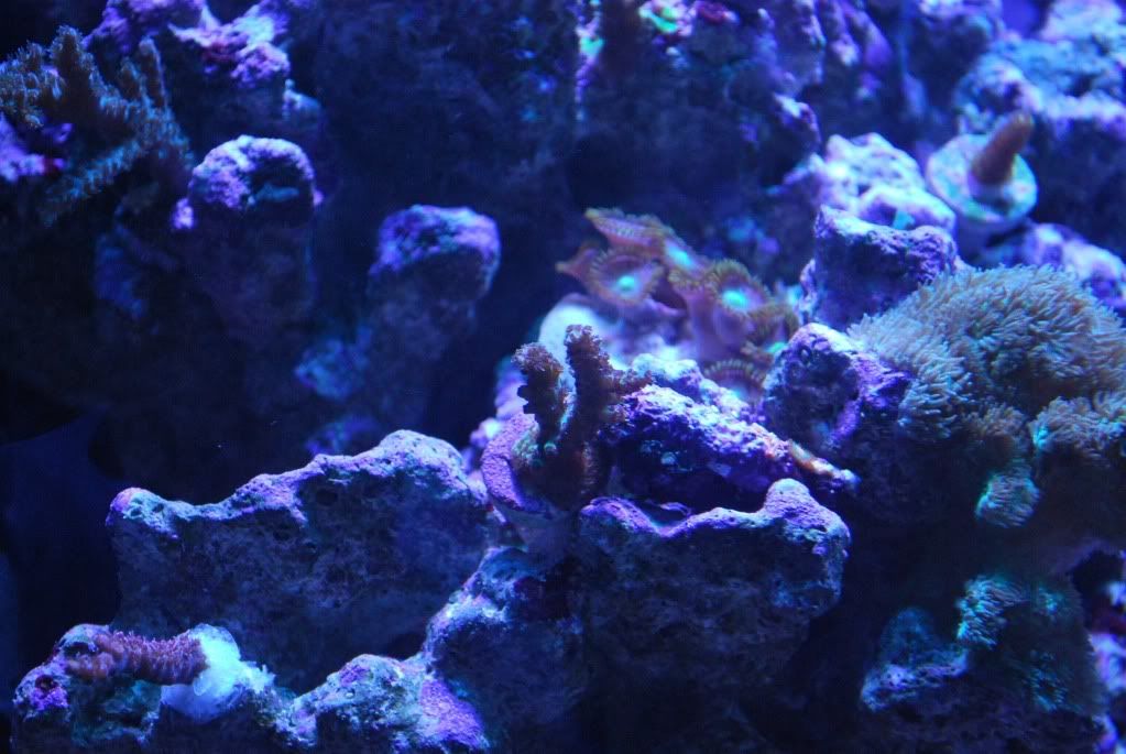 SPS062.jpg