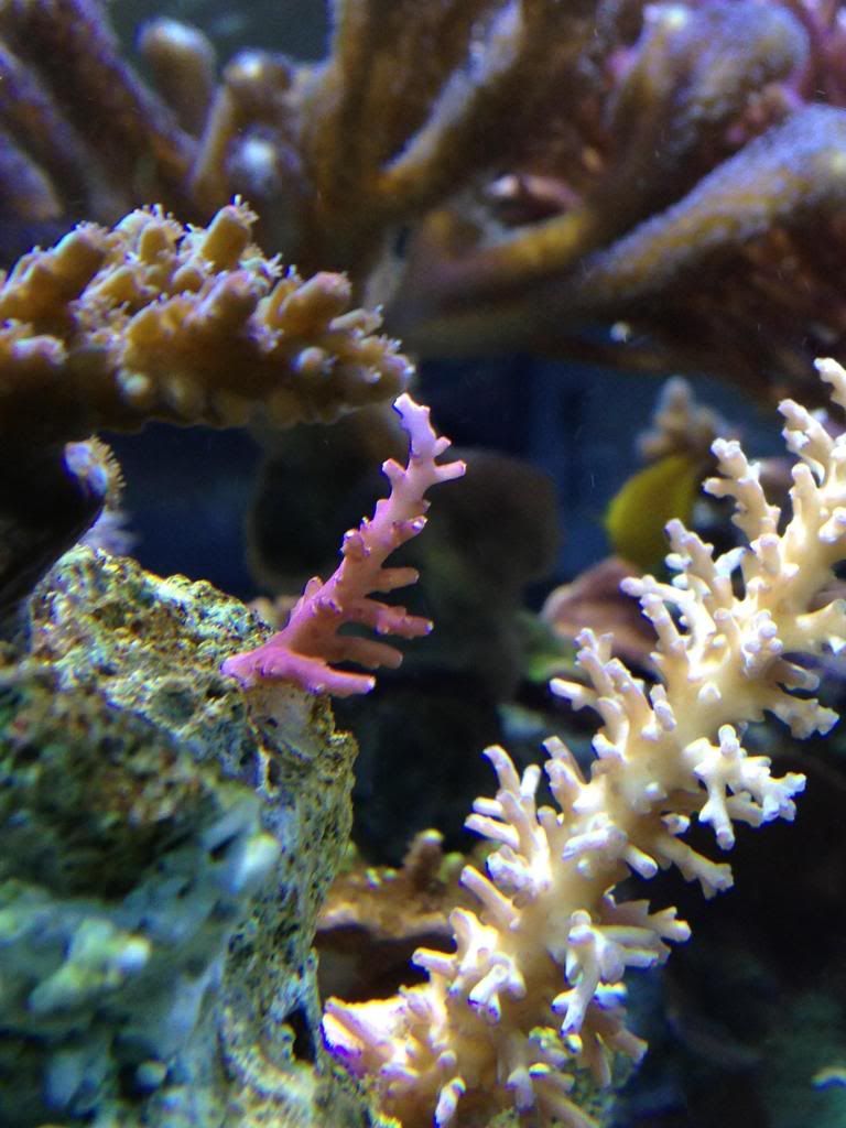 reddragon_zpsb69ec80f.jpg