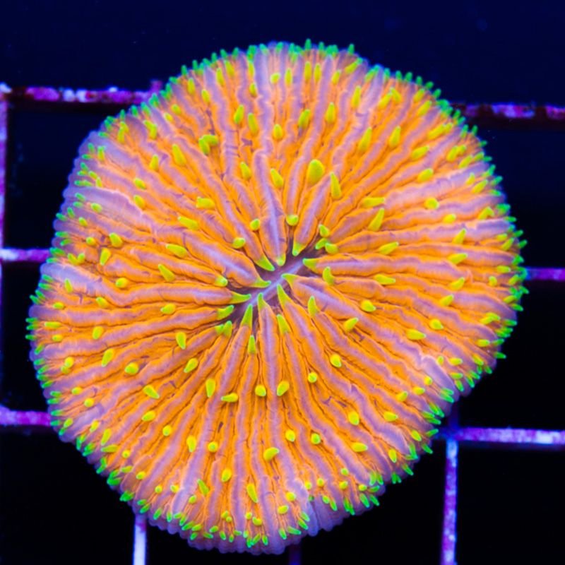anewcoralsa238b.jpg~original