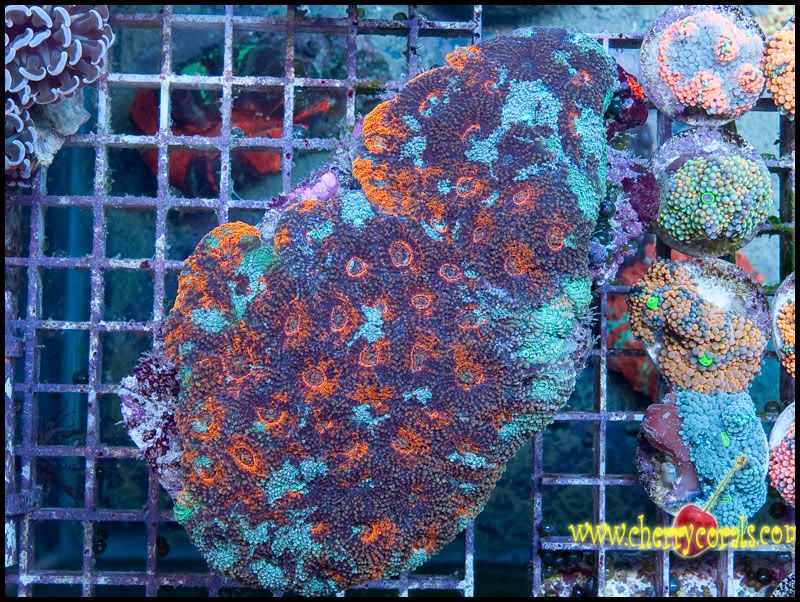 NewCorals100_6.jpg