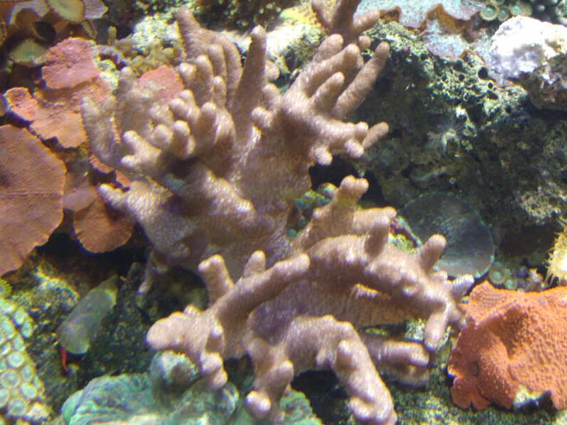 jayfish019.jpg