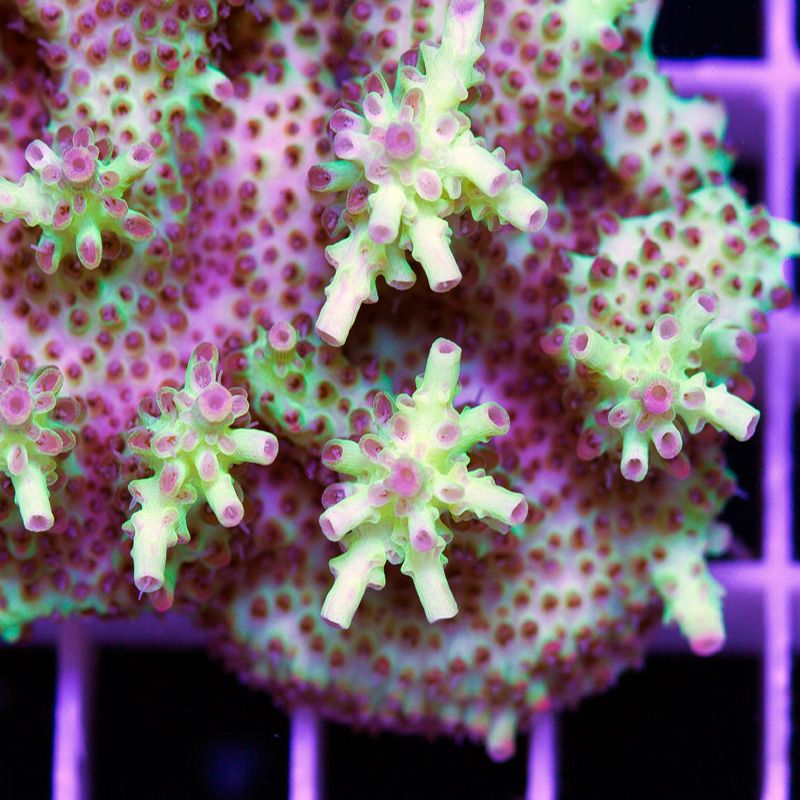 newcoral1717b.jpg