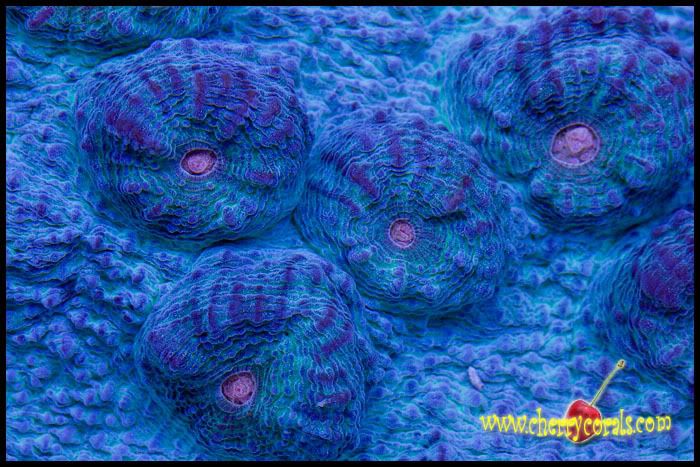 NewCoral_14copy.jpg