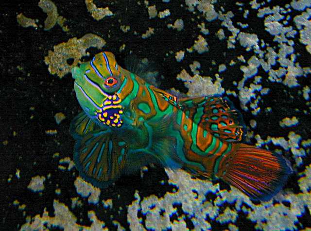 mandarin02.jpg