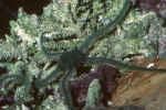 Green_Brittle_StarOphiarachna.jpg