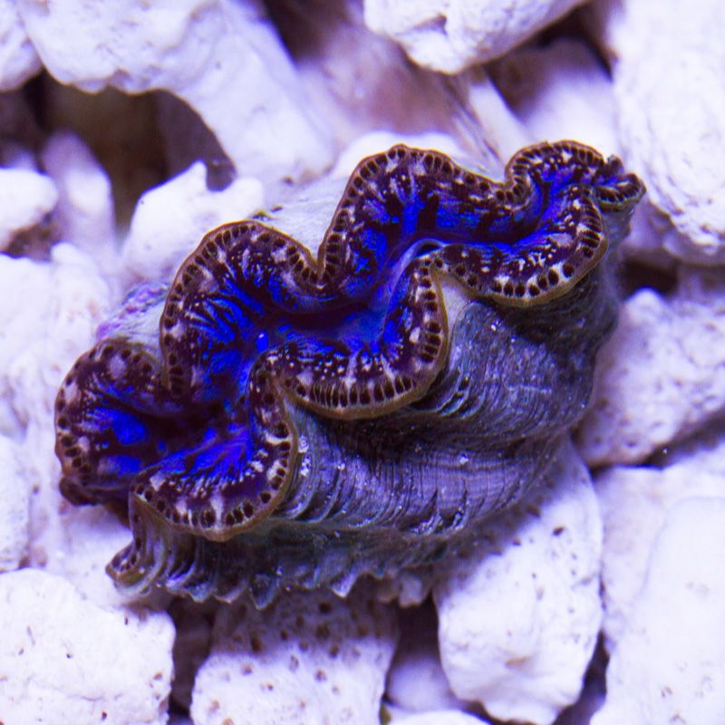 clam024b.jpg~original
