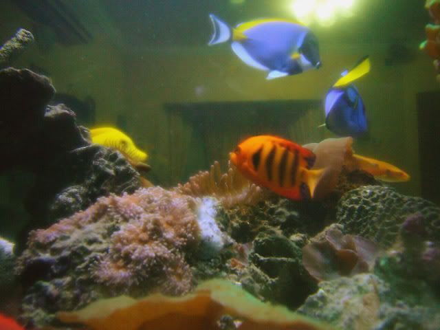 myfishes.jpg