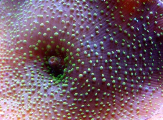 shroommacro.jpg