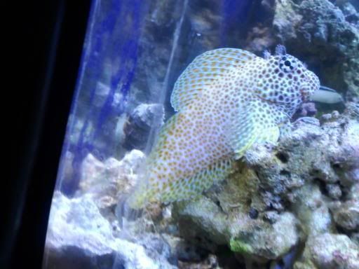 blenny.jpg