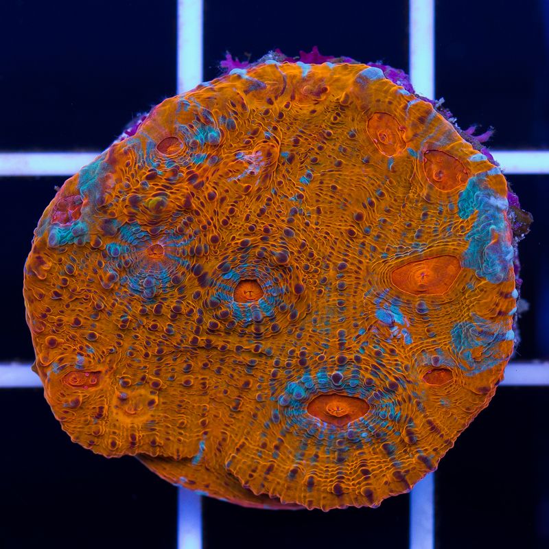newcoral019b.jpg