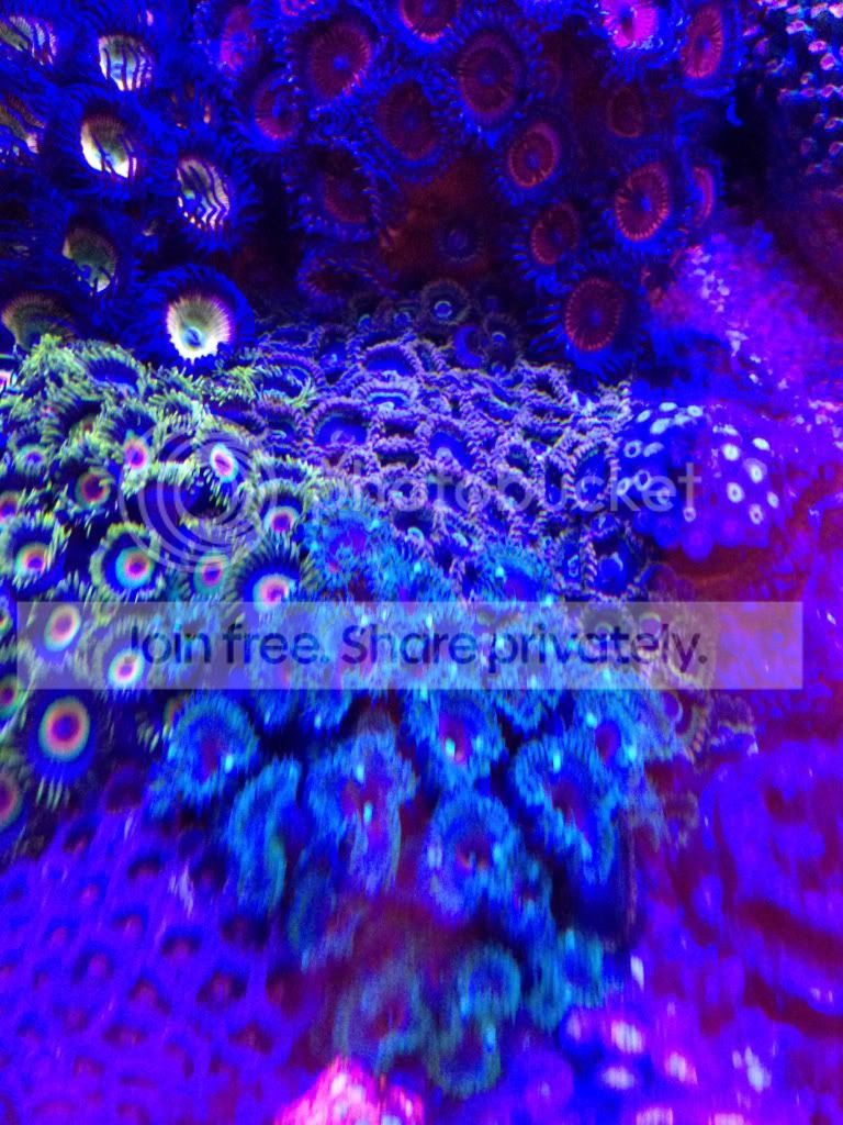 2159385e4f01b4367c9ef7231cd823e2_zpsa117e604.jpg
