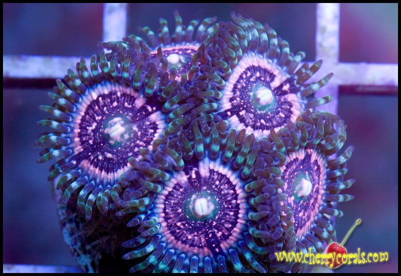 NewCorals066copy-1.jpg