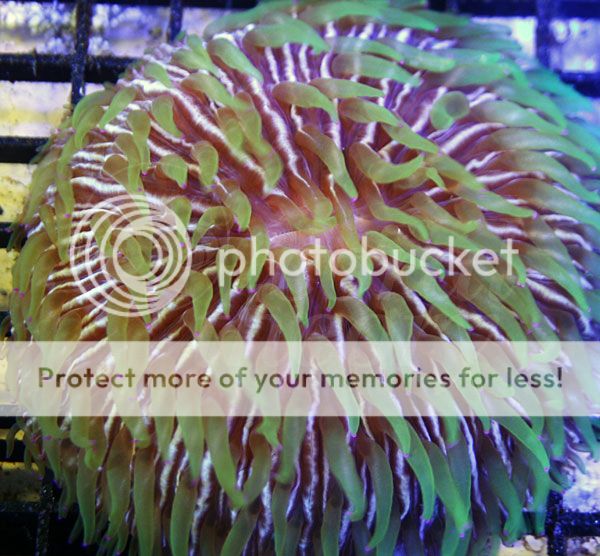 fungia-3_zps84fb58fd.jpg