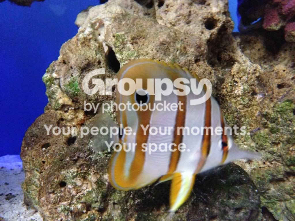 null_zps3f77f548.jpg