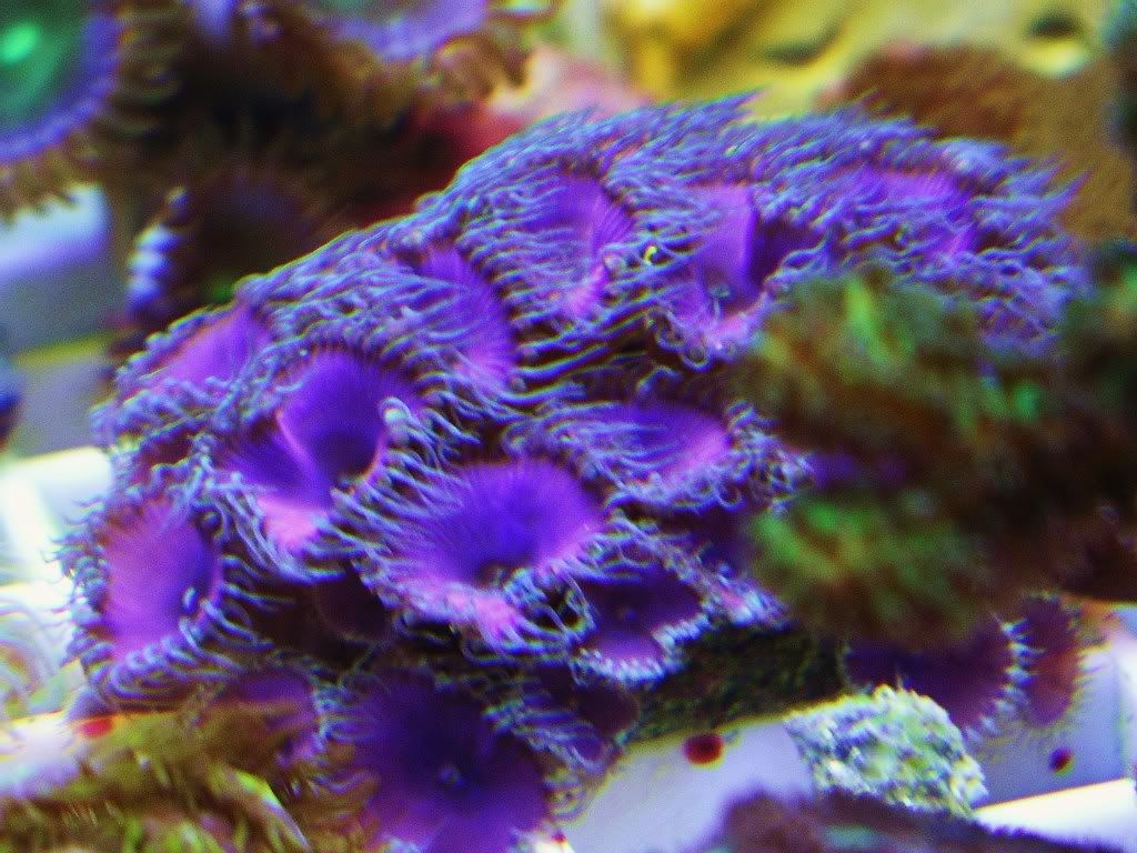 frags006.jpg