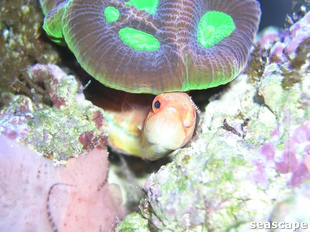 newwrasses007.jpg