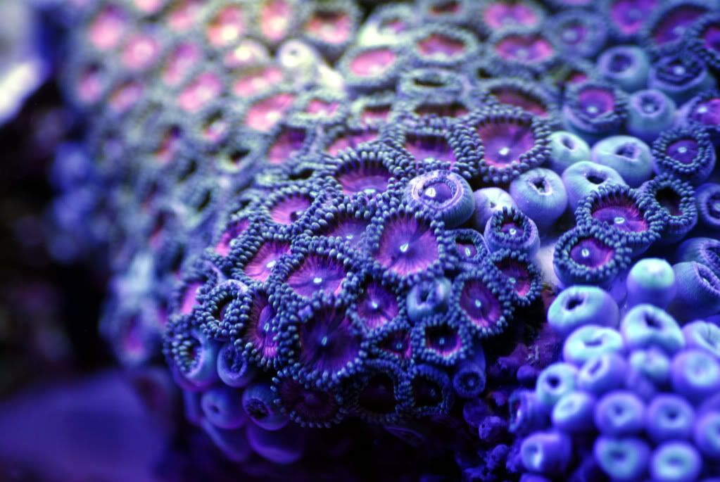 pinkzoas.jpg