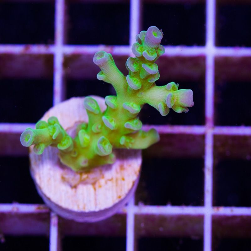 newcoral1535b.jpg