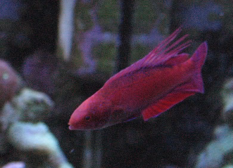 65g_fish035.jpg