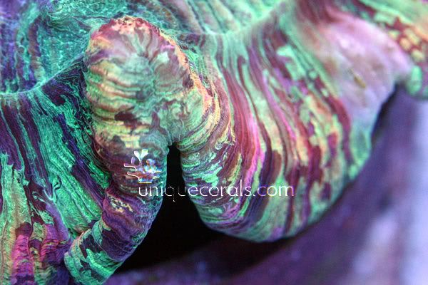 rainbowtrachy_macro1.jpg