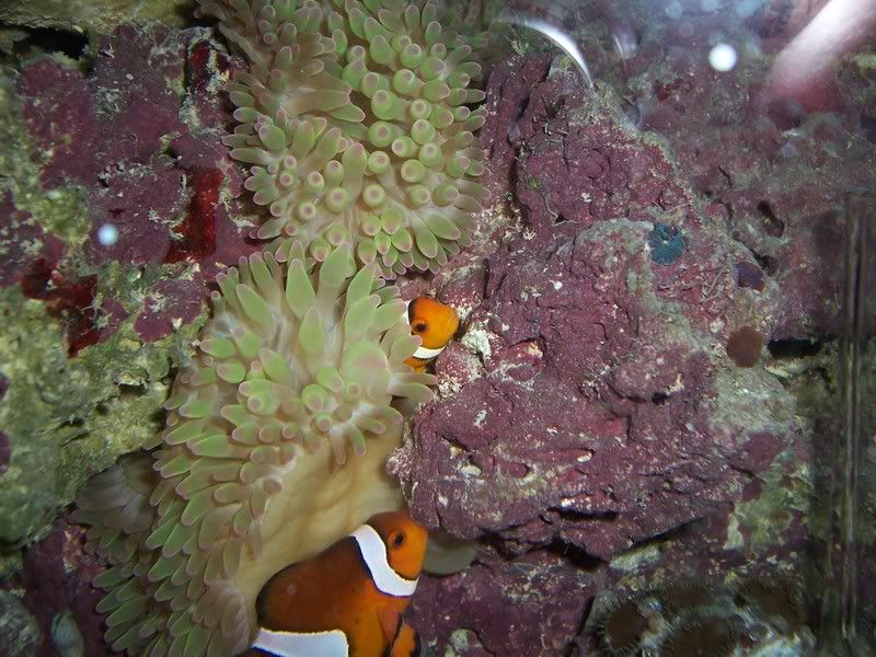 Anemoneandclowncuddle-1.jpg