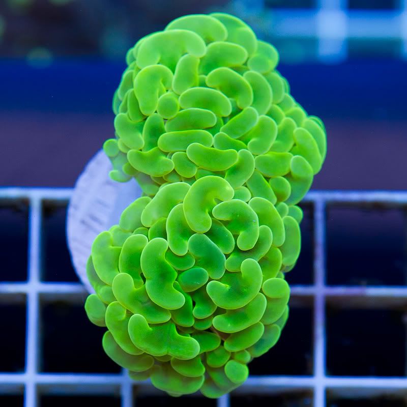 a-new-coral_12.jpg