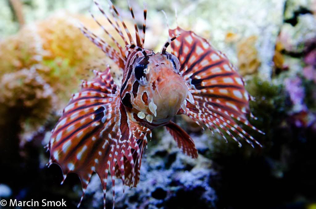 lionfish2_zpsd16e3025.jpg