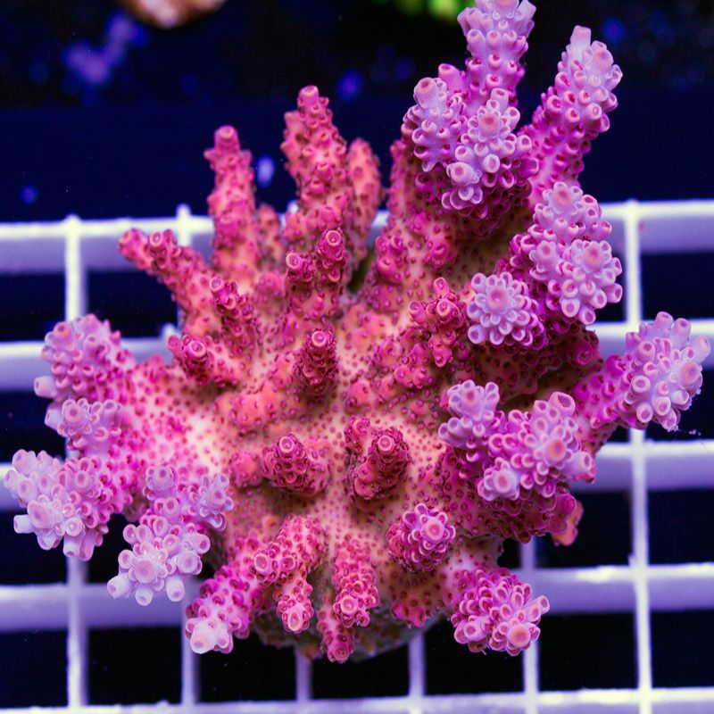 newcoral1714b.jpg