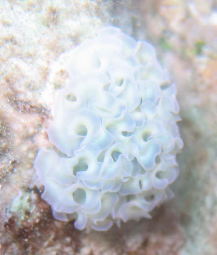 nudi2.jpg