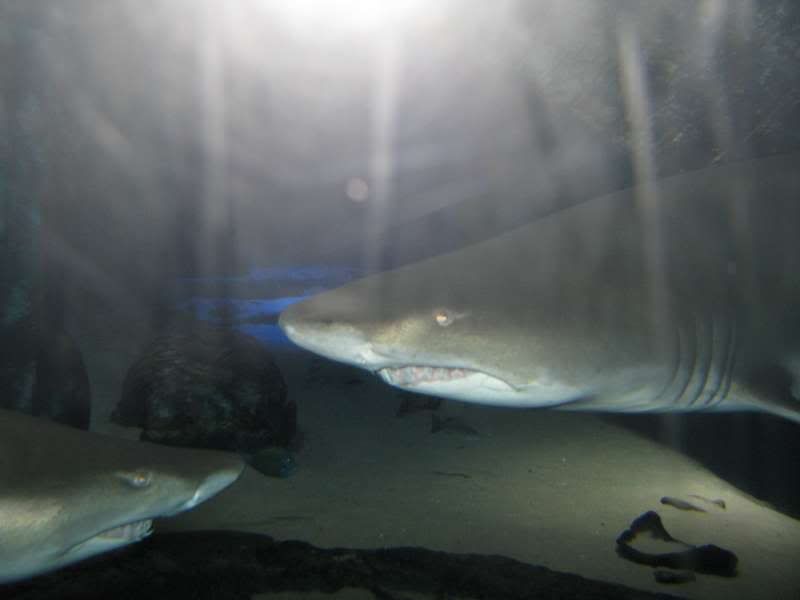 IMG_0566-800.jpg