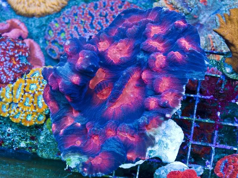 bigleptophyllia.jpg