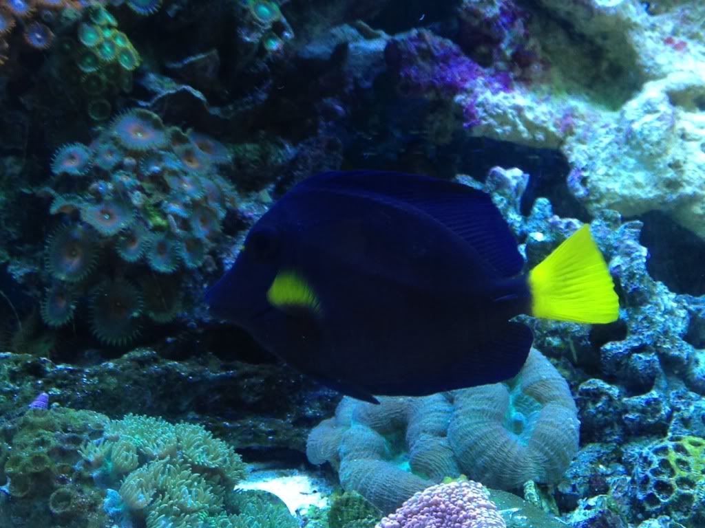 Purpletang.jpg