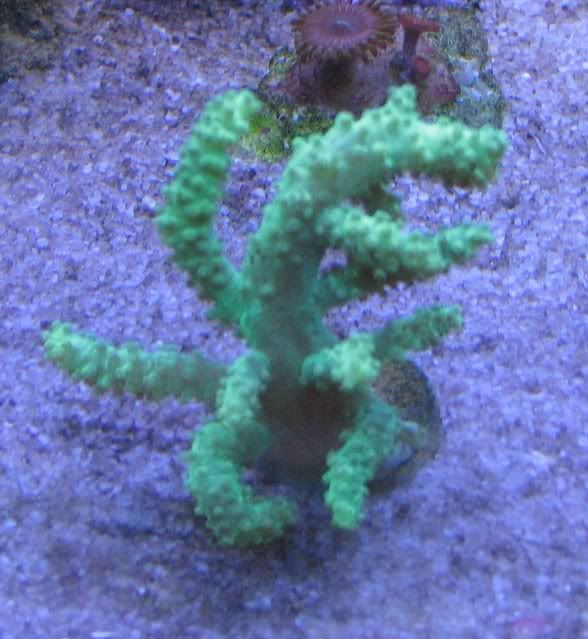 corals045.jpg