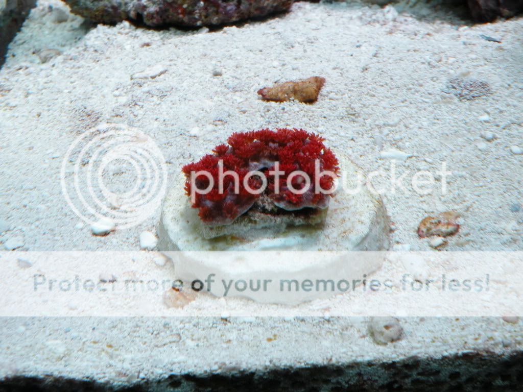 DSCN5268.jpg