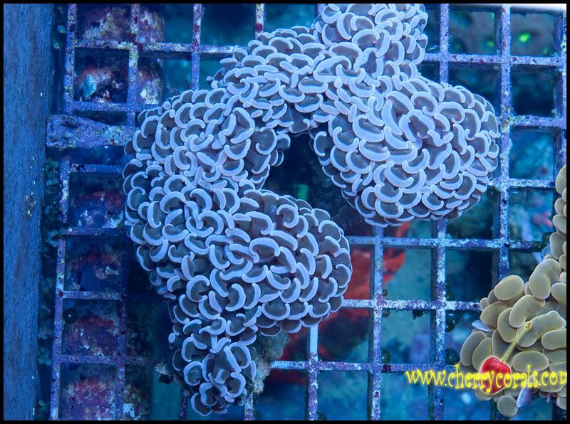 NewCorals300_12.jpg