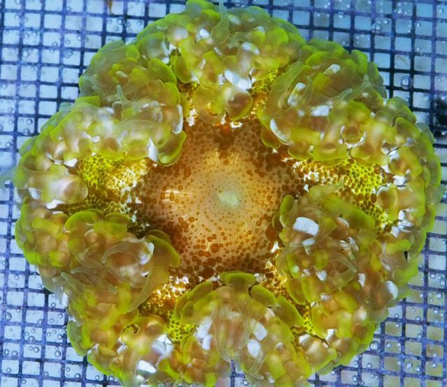 tn_am191139rockanemone_zpsgvjnvjt0.jpg