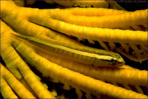 Clingfish.jpg
