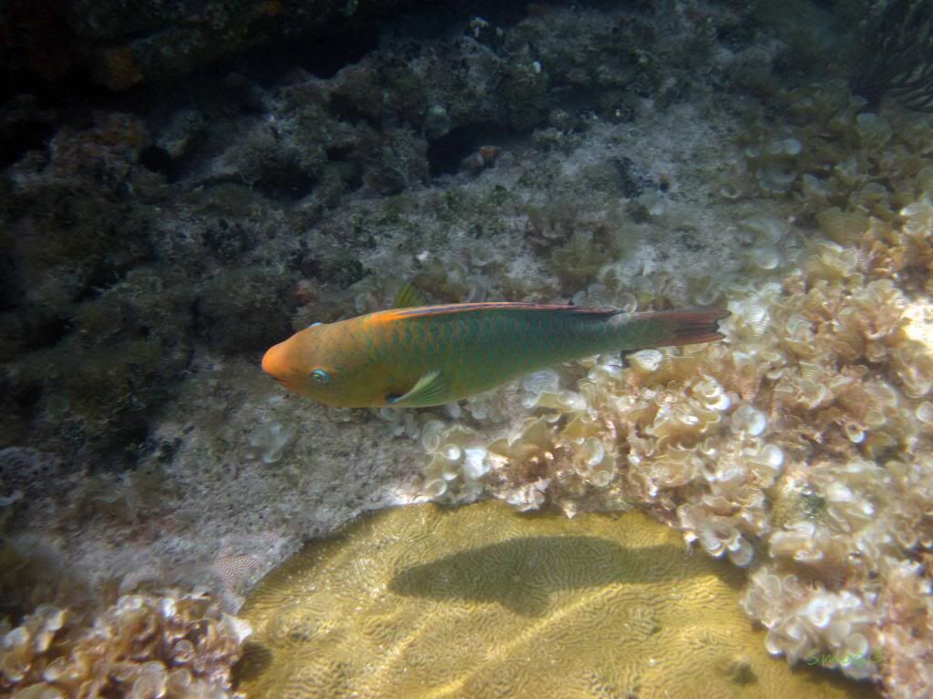 IMG_0396.jpg