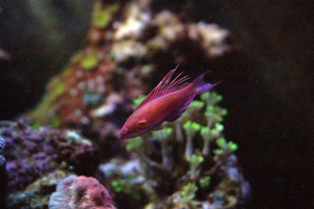 120g_Paracheilinusfilamentosus06.jpg