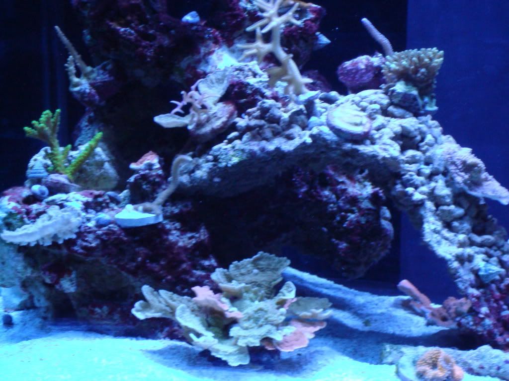 Tank2009june036.jpg
