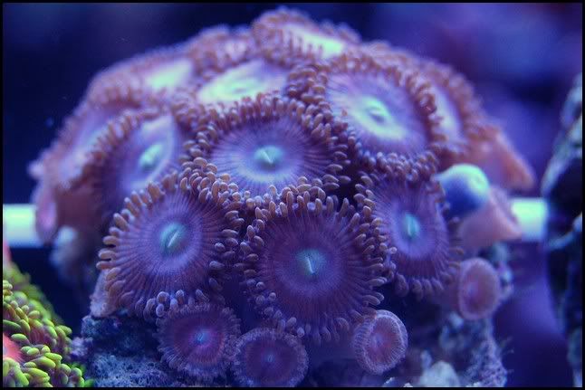 pink_zoa.jpg